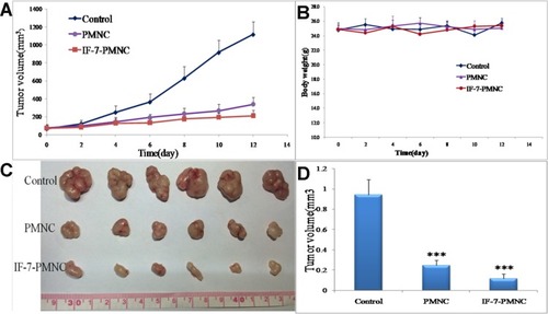 Figure 8 Anti-tumor growth efficacy of different PTX formulations in A549 subcutaneous tumor-bearing nude mice (n=6). (A) Tumor volumes and (B) body weight of nude mice changed with time elapsed. (C) Tumor size and morphology at the experimental end point (12th day). (D) Tumor weight at the experimental end point (12th day). ***p<0.001.