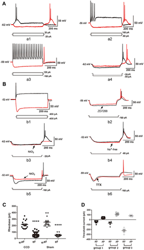 Figure 1 The post-inhibitory rebound firing of DRG neurons. (A) Representation of RF and AP. a1: Group 1 rebound neurons discharged RF and AP with prominent ADP. The arrow indicates ADP. ADP: after-depolarizing potential. a2: Group 2 rebound neurons discharged RF with ADP and AP without ADP. A3: Group 3 rebound neurons discharged RF and AP without ADP. a4: The latency of RF reduced in response to increasing hyperpolarization. (B) Underlying ion mechanism of RF. b1: Non-rebound neurons discharged AP with sag but without RF. b2: ZD7288 slightly inhibited ADP in RF. b3: NiCl2 inhibited ADP and RF. b4: Neurons only generated large-amplitude rebound depolarizations in Na+ free bath. b5: high concentration of NiCl2 reduced the amplitude of RF in group 3 rebound neurons. b6: Administration of TTX fully inhibited RF. (C) The rheobase was compared between RF and N-RF neurons in the CCD and sham rats. RF: rebound firing, N-RF: non-rebound firing. ****P < 0.0001. (D) The threshold current was compared between RF and AP in group 1, group 2 and group 3 rebound neurons.