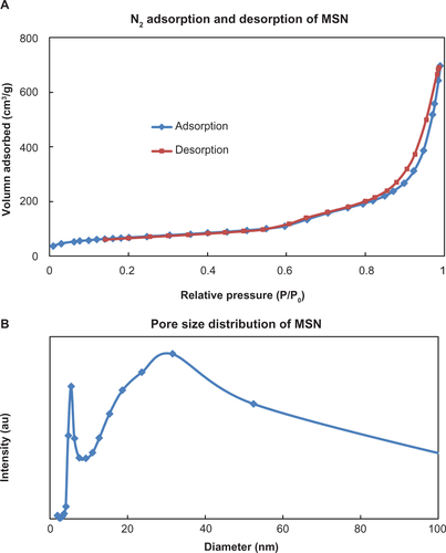 Figure S1 (A) N2 adsorption and desorption of mesoporous silica nanoparticles (MSNs). The surface area of MSNs calculated from the BET model was around 285 m2/g. (B) The pore size distribution of MSN. The pore sizes of MSN calculated for the BJH model were 5 and 30 nm, respectively.Abbreviations: BET, Brunauer–Emmett–Teller; BJH, Barret-Joyner-Halenda.