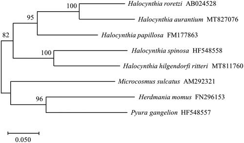 Figure 1. Molecular phylogenetic tree of cytochrome oxidase subunit 1 (CO1) based on Pyuridae species. The relationships were identified using the maximum likelihood method and 1000 bootstrap replicates.