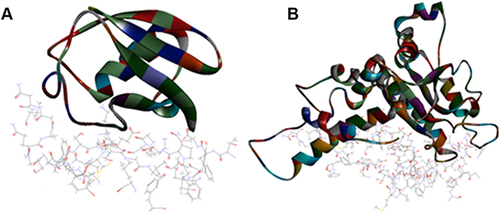 Figure 5 Top pose in largest z-ranked clustering of (A) Ubiquitin like protein (ribbon shaped) (1BT0) from P. ostreatus, L. edodes and A. bisporus. (B) Valosin (2X8A) from L. edodes with Mpro of COVID-19 (6XQU) (line shaped).