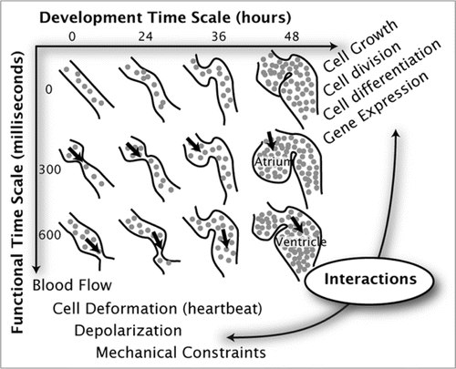 Figure 1 Multiple-timescale imaging of heart development aims at providing data to study interactions between function and morphology. Morphogenesis (growth, reorganization, etc.,) can be followed along the developmental time scale (at a fixed time during the heartbeat) and heart function (at any fixed developmental stage) along the functional time scale. Arrows indicate blood flow and gray discs red blood cells.
