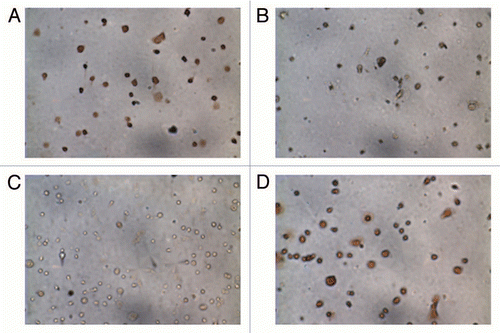 Figure 1 Immunocytochemistry of cells isolated from placenta. (A) Cytotrophoblasts stained positively for cytokeratin-7 and (B) did not stain for vimentin-9. The fibroblast fraction stained positively for both (C) cytokeratin-7 and (D) vimentin-9.