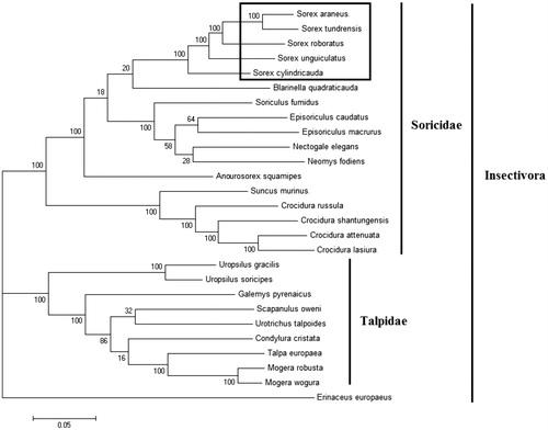 Figure 1. Phylogenetic tree generated using the Maximum Parsimony method based on complete mitochondrial genomes. Crocidura lasiura (KR007669), Crocidura shantungensis (JX968507), Crocidura attenuata (KP120863), Crocidura russula (AY769264), Episoriculus macrurus (KU246040), Episoriculus caudatus (KM503097), Neomys fodiens (KM092492), Nectogale elegans (KC503902), Anourosorex squamipes (KJ545899), Blarinella quadraticauda (KJ131179), Suncus murinus (KJ920198), Soriculus fumidus (AF348081), Sorex araneus (KT210896), Sorex cylindricauda (KF696672), Sorex unguiculatus (AB061527), Sorex tundrensis (KM067275), Sorex roboratus (KY930906), Talpa europaea (Y19192), Urotrichus talpoides (AB099483), Uropsilus soricipes (JQ658979), Uropsilus gracilis (KM379136), Mogera wogura (AB099482), Mogera robusta (KT934322), Condylura cristata (KU144678), Galemys pyrenaicus (AY833419), Scapanulus oweni (KM506754), Erinaceus europaeus (NC002080).