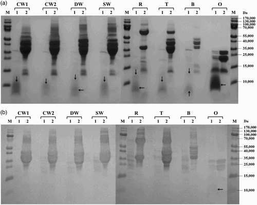 Figure 3. Proteolysis of prolamins detected by SDS-PAGE (a) and Western blot (b) after 60 min of hydrolysis using protease from Bacillus thermoproteolyticus: CW1 – common wheat, cultivar Saxana, spring form; CW2 – common wheat, cultivar Blava, winter form; DW – durum wheat, cultivar Soldur; SW – spelt wheat, cultivar Rubiota; R – rye, cultivar Dankowskie Nowe; T – triticale, cultivar Wanad; B – barley, cultivar Ludan; O – oat, cultivar Detvan; lane 1 – prolamins treated using protease; lane 2 – untreated prolamins; M – molecular marker; arrows indicate fragments after proteolysis.