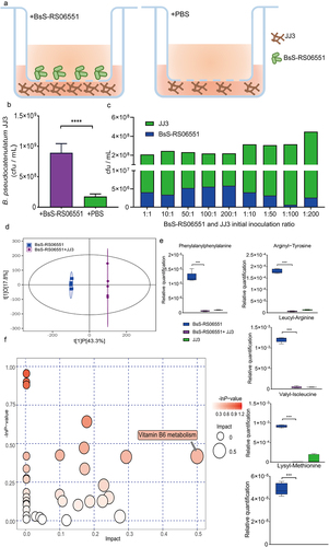 Figure 3. Co-culture of BsS-RS06551 and JJ3. (a) A schematic diagram of the co-culture setup. (b) The abundance of JJ3 under co-culture conditions with or without BsS-RS06551. (c) The abundance of BsS-RS06551 and JJ3 after mixed culture in vitro. (d) The scatter plot of the OPLS-DA model. (e) Relative quantification of five dipeptides. (f) Pathway analyses of differentially metabolites in the co-culture of BsS-RS06551 and JJ3 compared with the individual culture of BsS-RS06551. *p <.0001.