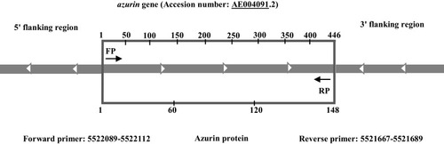 Figure 1 The schematic representation of azurin gene and flanking regions. Position of primers for PCR amplification of azurin gene.