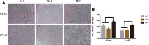 Figure 6 High-glucose conditions inhibited osteogenesis on different modified Ti surfaces. (A) The Alizarin Red staining on different modified Ti surfaces after osteogenic induction for 21 days under high-glucose conditions. (B) Semi-quantitative analysis of the Alizarin Red staining for 21 days. High-glucose conditions inhibited the mineralization level on different modified Ti surfaces. The TNT surface could alleviate the inhibition of mineralization when compared with the SLA surface under high-glucose conditions. The Alizarin Red staining for 14 days on different modified Ti surfaces is shown in Figure S1. **p < 0.01, ***p < 0.001.