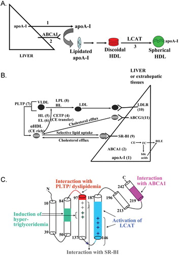 Figure 1 The pathway of biogenesis(A) and catabolism (B) of HDL. Numbers 1–11 indicate key cell membrane or plasma proteins shown to influence HDL levels or composition. They are: 1) apolipoprotein A‐I; 2) ATP binding cassette transporter A1; 3) lecithin:cholesterol acyl transferase; 4) cholesteryl ester transfer protein; 5) hepatic lipase; 6) endothelial lipase; 7) phospholipid transfer protein; 8) lipoprotein lipase; 9) scavenger receptor class B type I; 10) LDL receptor; 11) ATP binding cassette transporter G1 (ABCG1). The figure is modified from reference Citation1. C: Secondary structure of apoA‐I based on high‐resolution X‐ray crystallography Citation58. The domains of apoA‐I that affect its various biological functions are shown in colors as follows. Pink and blue colors indicate regions that affect interactions of apoA‐I with ABCA1 and LCAT, respectively. Red indicates the region associated with inhibition of PLTP activity and dyslipidemia. Green (and green asterisks) indicates regions and amino acids associated with hypertriglyceridemia. Gray asterisks indicate amino acids that are involved in interactions of apoA‐I with SR‐BI.