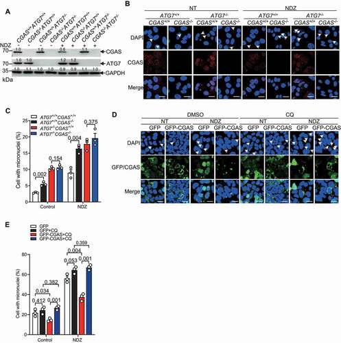 Figure 5. CGAS promoted the clearance of micronuclei through autophagy. (A) Immunoblot of the lysates of U2OS cells stably transfected with control gRNA or gRNA targeting CGAS or ATG7 left untreated or treated with NDZ (300 nM) for 24 h followed by 48-h recovery. (B and C) Immunofluorescence assay showing the micronuclei in CGAS+/+ATG7+/+, CGAS−/-ATG7+/+, CGAS+/+ATG7−/- and CGAS−/-ATG7−/- U2OS cells in the absence or presence of NDZ (300 nM) treatment for 24 h followed by 48-h recovery (B). The quantification was shown in (C). (D and E) Immunofluorescence assay showing the micronuclei in U2OS cells that had been transfected with GFP or GFP-CGAS in the absence or presence of NDZ (300 nM) treatment for 24 h followed by 48-h recovery, and cells were left untreated or treated with CQ (40 μM) 8 h prior to harvesting (D). The quantification was shown in (E). Data are expressed as mean ± (SEM) of n = 3 independent experiments (C, E). Data are representative of n = 3 independent experiments (A, B, D). Nuclei were stained with DAPI (blue). Two-way ANOVA with Bonferroni post hoc test were used for statistical analysis. Scale bar: 10 μm