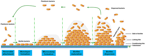 Figure 1. Schematic overview of bacterial biofilm formation and development stages. Biofilm formation starts with reversible adhesion of planktonic cells, and then with irreversible adhesion to the surface. The microbial cells continue to multiply and form micro-colonies and eventually develop into the mature biofilm. In the last stage, biofilm bacteria detach from the mature biofilm and disperse as planktonic state [Citation21–23].