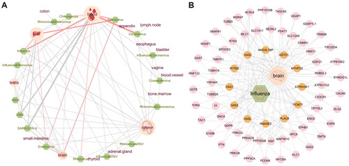 Figure 5. Human tissues associated with viral infections. (A) Visualization of the literature association of respiratory infection viruses and related tissues. The green dots represent viruses. The pink dots represent tissue, and the larger nodes represent more viruses associated with them. The thickness of the degree is proportional to the amount of relevant literature, and the red line represents the retrieval in the MVIP database. (B) Network visualization showing the PPIs among Influenza viral interacting proteins and brain tissue associated proteins. Orange nodes represent virus-related target proteins, and pink nodes represent brain tissue-related proteins.