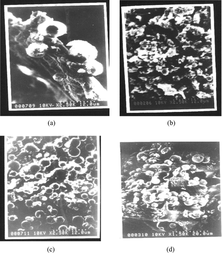 FIG. 1 Scanning electron micrograph of insulin loaded nanoparticles (a) Control 1 (PLGA 50:50; 5% theoretical loading) (b) Control 2 (PLGA 85:15; 12% theoretical loading) (c) With stabilizers (Trehalose 10 mM, Pluronic® F68 1% and sodium bicarbonate 10%; PLGA 50:50; 5% theoretical loading) (d) With stabilizers (Trehalose 10 mM, Pluronic® F68 1% and sodium bicarbonate 10%; PLGA 85:15; 12% theoretical loading).