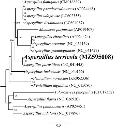 Figure 1. Phylogenetic analysis of 17 Eurotiales species using maximum likelihood method based on the combined 14 core protein-coding genes. Accession numbers of mitochondrial sequences used in the phylogenetic analysis are listed in brackets after species.
