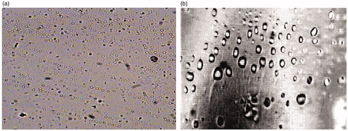 Figure 6. Image analysis optical micrographs of optimized oral thin film formulation before (a) and after (b) freeze-drying process.