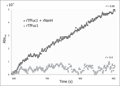 Figure 6. rTfFuc1 was incubated with mucin from bovine submaxillary glands and the release of fucose was measured with the K-FUCOSE kit. When incubations were performed in conjunction with the rNanH sialidase, a slow steady increase in the Abs340 was observed. The activity was calculated over a period of 300 s where the data points fitted a linear regression with an r2 of 0.98. No activity could be detected when rTfFuc1 was incubated alone with the mucin. The ΔAbs340 lead to an irregular data set with a very low r2 value of 0.4.