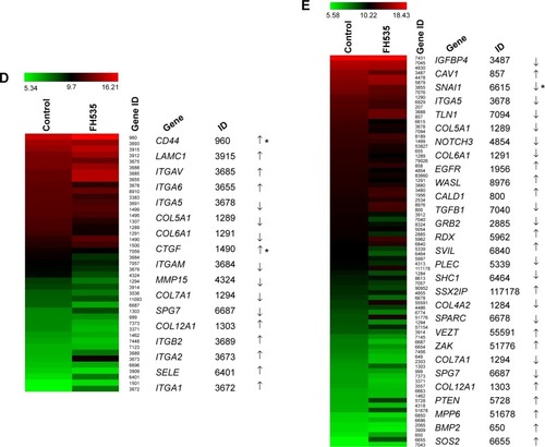 Figure 3 FH535 inhibited pancreatic cancer cell invasion.