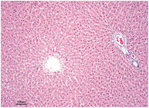 Figure 1. Control group: The liver of control group rats shows normal architecture of lobules. Hematoxylin–eosin, bar = 100 µm.