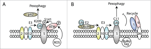 Figure 2. Role of PEX5 ubiquitination in mammalian pexophagy in different conditions. (A) Excessive ROS in the peroxisomal lumen activates ATM, which associates with PEX5 at the peroxisome membranes and phosphorylates PEX5 at S141. This facilitates PEX5 mono-ubiquitination, by the PEX2, PEX10, PEX12 (E3) complex, at K209, which is recognized by the autophagy receptor, p62, and induces pexophagy to eliminate the damaged peroxisomes in response to oxidative stresses. (B) In normal growth condition, PEX5 fused to a C terminal bulky tag is mono-ubiquitinated at C11 by UbcH5 (E2) and the PEX2, PEX10, PEX12 (E3) complex. However, this PEX5 fusion protein cannot be recycled back to cytosol by PEX1/PEX6, and is trapped at the peroxisome membrane because of the bulky tag. The accumulation of PEX5 mono-ubiquitination serves as a signal for pexophagy to remove the abnormal peroxisomes, but this process is independent of the usual pexophagy receptors, p62 and NBR1, and is also cell-type specific.Citation109