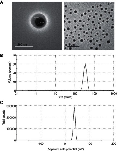 Figure 3 TEM images, size and ZP distribution curves of APO-loaded COS-NPs (F4).Notes: (A) TEM images with different magnifications, (B) size distribution curve, and (C) ZP distribution curve.Abbreviations: APO, apocynin; COS, chitosan oligosaccharide; NPs, nanoparticles; TEM, transmission electron microscopy; ZP, zeta potential.