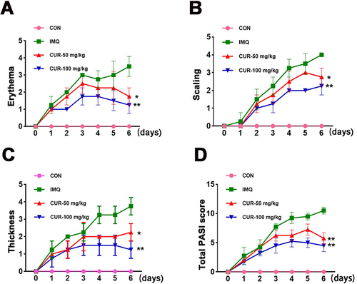 Figure 2 PASI score of the lesion skin in psoriasis mice. (A–D) PASI score comparison between different groups, IMQ vs Cur, *P< 0.05, **P<0.01.