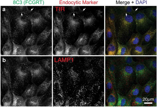 Figure 2. Intracellular localization of transfected human FcRn in MDCK cells. MDCK-hFcRn cells were fixed and triple stained for FcRn heavy chain (FCGRT, green) and either the recycling endosome marker transferrin receptor (TfR, a) or the late endosomal and lysosomal marker LAMP1 (b). Both endocytic markers are shown in red in the merges with nuclear DAPI (blue) so that any colocalization, appearing as yellow, can be readily compared. Arrows indicate plasma membrane signals.