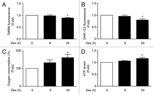 Figure 4. Mitochondria membrane potential (measured by TMRM fluorescence) (A), ROS induction (measured by Dihydrorhodamine-123 fluorescence) (B), oxygen consumption (C), and ATP levels (D) of L6 myotubes incubated with Dex for 0, 6, and 24 h. Data: mean ± SEM of at least 3 independent experiments. Statistically significant differences were calculated using ANOVA in combination with a Tukey test for group comparison. *P < 0.05 vs. control.