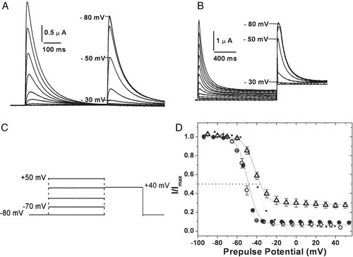 Figure 4.  Voltage dependence of inactivation. Steady state inactivation kinetics: steady state inactivated channels obtained by delivering a series of depolarizing prepulses ranging from −80 mV to +50 mV until a steady state of inactivation is achieved, were stepped to a test potential of +40 mV (C). The currents elicited upon depolarization are shown for hKv1.4 (A) and 4/2C chimæra (B). The normalized peak currents at the test potential of +40 mV are plotted as a function of the prepulse potentials and fitted to Boltzmann functions (D). The V1/2 for 4/2C was estimated by renormalizing to the minimum value, thereby analyzing only the inactivating portion of the currents (represented as the dotted line). The calculated slope factors were 5.32±0.24 for hKv1.4 and 4/1C and 5.96±0.62 for the 4/2C construct. The renormalized curve for 4/2C had a slope factor of 6.74±0.32. The error bars for all data sets represent SEM. (n≥8).