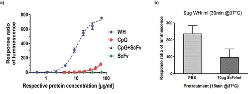 Figure 6. Reporter gene assay for WH potency evaluations.Warhead stimulation using a TLR9 reporter cell line (UTLR9-6).(a) UTLR9- 6 cells were stimulated by WH, CpG, CpG+ScFv and scFv inducing the NFkB promoter-controlled luciferase expression measured by luminometry. ScFv was used at the same protein concentration range as the WH, and DNA concentrations in the CpG containing samples are equivalent to those in the WH sample for all data points. (b) Competition of WH uptake by U-TLR9-6 cells using scFv: U-TLR9-6 cells were pretreated with scFv and subsequently incubated with WH and compared to non-pretreated cells. Ratios of luminescence for WH-stimulation over scFv-treated cells are shown.
