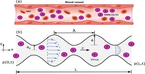 Figure 1. Schematic representation of the virus transport in peristaltic flow medium.