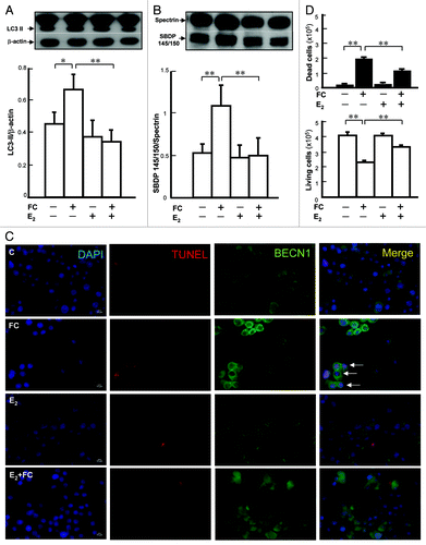 Figure 1. E2 pretreatment decreases FC-induced autophagy, injury, autophagic cell death and neurotoxicity in PC12 cells. (A) Autophagy was induced after FC exposure and E2 significantly decreased FC-induced autophagy. (B) FC induced the neuronal injury and E2 significantly decreased the FC-induced neuronal injury. (C) E2 significantly decreased FC-induced autophagic cell death. Cells were stained by TUNEL and BECN1 for DNA damage (green) and autophagy (red), respectively. Nuclei were stained by DAPI. The TUNEL(+) Beclin 1 immunoreactive cells with an intact nucleus in PC12 cells pretreated with or without E2 before FC exposure depict an index of autophagic cell death as indicated by arrows in the merged view. (D) FC increased the number of dead cells and E2 significantly increased the number of living cells after FC exposure. Data are expressed as means ± SD (n = 6), *p < 0.05, p** < 0.01.