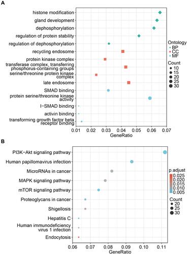 Figure 5 The bubble diagram showed the biological functions of these 539 target genes. (A) The results of gene ontology analysis of target genes. (B) The results of KEGG pathway analysis of target genes.