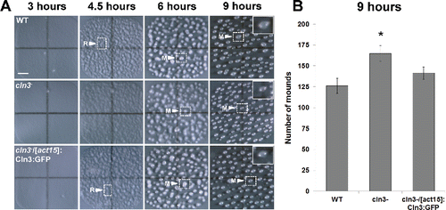 Figure 1. Effect of Cln3-deficiency on Dictyostelium aggregation and mound formation. (A) Cells imaged after 3, 4.5, 6, and 9 hours of development. M, mound. R, Ripple. Scale bar = 1 mm. (B) Quantification of the number of mounds observed after 9 hours of development. Data presented as the mean number of mounds ± SEM (n > 10). *p-value < 0.05 vs. WT [one-way ANOVA (*p < 0.05) followed by the Bonferroni multiple comparison test].