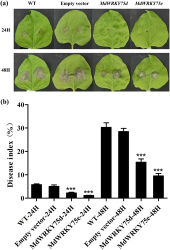 Figure 4. Transient expression of MdWRKY75d and MdWRKY75e enhances B. cinerea infection resistance in tobacco. (a) Time-course of B. cinerea infection phenotypes in WT, empty vector, MdWRKY75d, and MdWRKY75e leaves over 48 h. (b) Time-course of B. cinerea infection disease index in WT, empty vector, MdWRKY75d, and MdWRKY75e leaves over 48 h. WT: wild tobacco; empty vector: pCAMBIA1301-35SN plasmid; MdWRKY75d: pCAMBIA1301-35SN-MdWRKY75d plasmid; MdWRKY75e: pCAMBIA1301-35SN-MdWRKY75e plasmid.