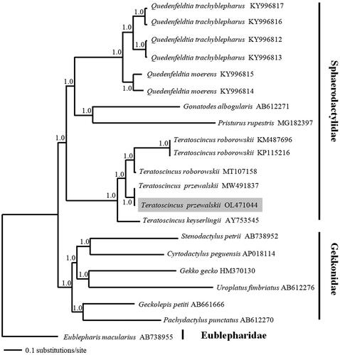 Figure 3. A 50% majority-rule consensus tree inferred from Bayesian inference using MrBayes based on the PCGs of 14 individuals of Sphaerodactylidae, 6 species in Gekkonidae as well as one species in Eublepharidae as outgroups, with Eublepharidae as the root. The novel sequencing sample is highlighted. Node numbers showed Bayesian posterior probabilities. GenBank accession numbers are given with species.