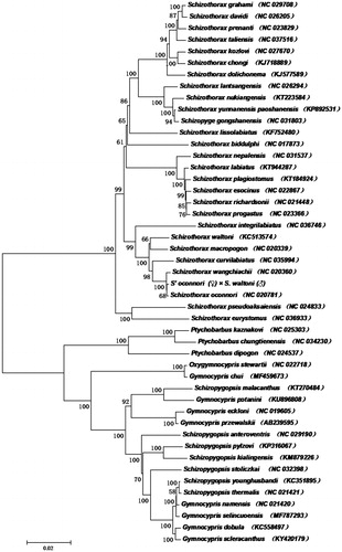 Figure 1. The consensus phylogenetic relationship of the hybrid species of S. oconnori (♀) × S. waltoni (♂) with other fishes. Phylogenetic tree based on the complete mitochondrial genome sequences was constructed by maximum-likelihood (ML) model. GenBank accession numbers of mitogenomic sequences for each taxon are shown in parentheses.