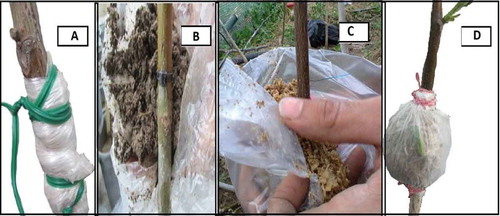 Figure 1. Covering of graft union with polyethylene film (A), moist mixed covering (B), moist sawdust (C) and 4 weeks after Covering with moist sawdust (D).