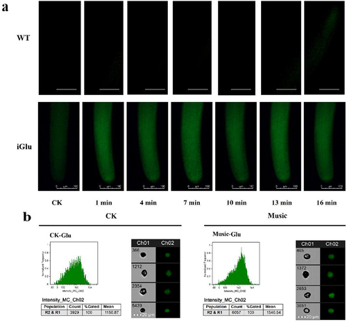 Figure 3. (a) The fluorescence in the iGluSnFR duckweed subjected to transient music for 16 min; (b) the Glu fluorescence intensity of the protoplasts in the roots of iGluSnFR duckweed was detected by flow cytometry, 6 thousand cells each group were analyzed. The iGluSnFR duckweed was treated with or without music for 10 h. The excitation wavelength was 488 nm. Scale bar = 20 μm (Ch 01 is the protoplast in bright, Ch 02 is fluorescently excited tong at 488 nm).