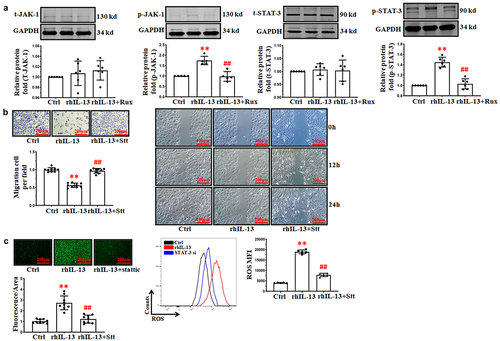 Figure 3. rhIL-13 inhibited HUVECs migration via the JAK-1/STAT-3 signaling pathway. (a) rhIL-13 regulated the activation of the JAK-1/STAT-3 signaling pathway. **p < .01 vs. Ctrl; ##p < .01 vs. rhIL-13. (b) the co-application of stattic and rhIL-13 inhibited the rhIL-13 induced inhibition of cell migration in cultured HUVECs. **p < .01 vs. Ctrl; ##p < .01 vs. rhIL-13. Scale bars: 200 μm. (c) STAT-3 inhibition eliminated the accumulation of ROS induced by rhIL-13. **p < .01 vs. Ctrl; ##p < .01 vs. rhIL-13. Scale bars: 200 μm. The results were derived from 3 independent experiments each performed in duplicate. Data represent the mean±SD. Control, Ctrl. Negative control, NC. Ruxolitinib, Rux. Stattic, Stt.