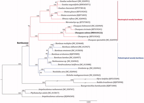 Figure 1. Maximum likelihood tree resulted from 28 Bambusoideae chloroplast genomes. Coloured branches indicate the neotropical and paleotropical bamboo lineages. The position of Chusquea culeou is shown in bold. Values above nodes are bootstrapping support values.