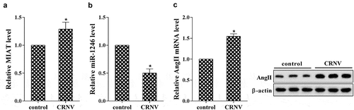 Figure 1. The expression pattern of MIAT in corneal neovascularization tissues of rat model. (a) The expression of MIAT was determined using real-time PCR; (b) The expression of miR-1246 was detected using real-time PCR; (c) The expression of AngII, AngI and ACE was measured using real-time PCR and western blot. *P < 0.05 vs control.