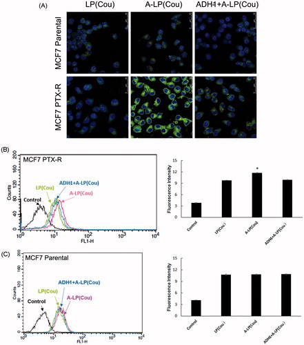 Figure 3. Targeted delivery to MCF7 PTX-R and parental cells by confocal microscopy analysis (A) and flow cytometry studies (B and C). Cells were treated with LP (cou), A-LP (cou) or A-LP (cou) preincubated with free ADH-1 (2 μM) for 1 h at 37 °C for 3 h. Data are presented as mean ± SD (n = 3). *p < .05, versus LP (cou) or A-LP (cou) pre-incubated with free ADH-1.