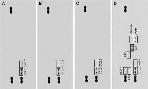 Figure 7 Cytokines detected in lysates of rat lung-tissue samples.Note: Obtained from animals of groups C (A), VT (B), LD (C), and HD (D) using the rat lung-cytokine array panel.Abbreviations: C, control; HD, high dose (18 mg/kg body weight); LD, low dose (5 mg/kg body weight); VT, vehicle-treated.