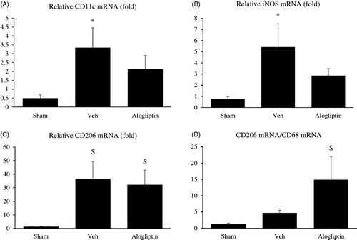 Figure 4. Relative expression levels of (A) CD11c messenger RNA (mRNA), (B) inducible nitric oxide synthase (iNOS) mRNA, and (C) CD206 mRNA in the kidneys in the sham-operated (sham, n = 10), vehicle-treated (veh, n =8), and alogliptin-treated (alogliptin, n = 9) groups. Glyceraldehyde 3-phosphate dehydrogenase (GAPDH) mRNA was used as the internal control to adjust for unequal total mRNA content. A, B *p <0.01 compared with the sham-operated group. C $p < 0.05 compared with the sham-operated group. (D) Ratio of CD206 mRNA to CD68 mRNA in each group. $p < 0.05 compared with the sham-operated group.