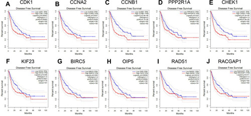 Figure 8 Association of expressions among 10 upregulated Hub genes and the overall survival of patients with HCC. (A) CDK1. (B) CCNA2. (C) CCNB1. (D) PPP2R1A. (E) CHEK1. (F) KIF23. (G) BIRC5. (H) OIP5. (I) RAD51. (J) RACGAP1.