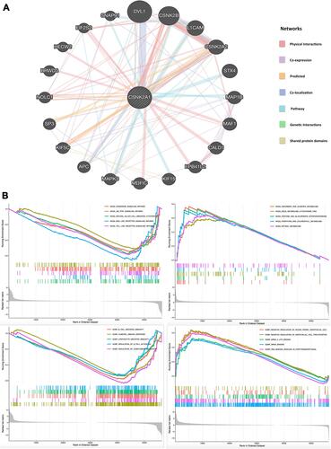 Figure 8 PPI network and GSEA of CSNK2A1 expression in TCGA cancers. (A) PPI network for CSNK2A1 was constructed using GeneMANIA tool. (B) The enriched gene sets in KEGG and GO collection by the high and low CSNK2A1 expression. Each line representing one specific gene set with unique color, and up-regulated genes gathered in the left of x-axis, while the down-regulated genes located in the right of x-axis. Only several leading gene sets with NOM p<0.05 and FDR q<0.25 were displayed in the plot.