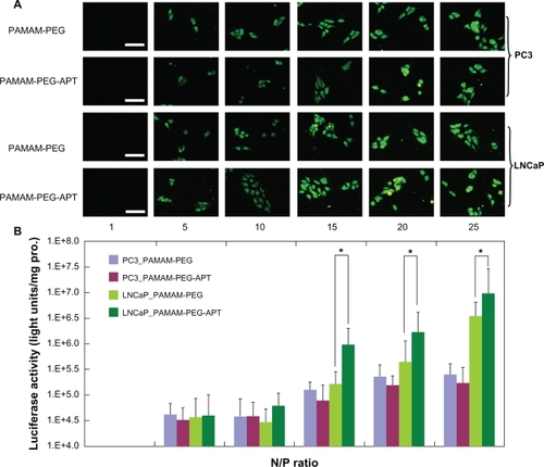 Figure 4 (A) Fluorescence microscopy images (scale bar 50 μm) and (B) luciferase activity analysis (n = 4, error bars represent the standard deviation) after transfection of pGL-3/PAMAM-PEG or pGL-3/PAMAM-PEG-APT as a function of N/P ratios against PC3 and LNCaP cells, respectively. *P < 0.05.Abbreviations: PAMAM, polyamidoamine; PEG, polyethylene glycol; APT, aptamer.