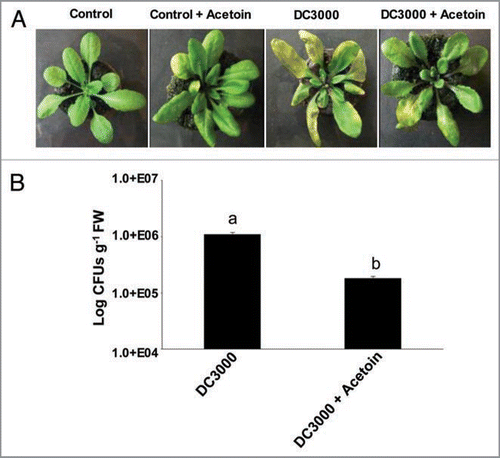 Figure 2 Effect of acetoin on disease symptom development (A), and pathogen proliferation (B) in the leaves of A. thaliana Col-0 plants leaf inoculated with DC3000. The images are a representative example of n = 6 and the data is an average of two separate experiments each with six replicates. The yellow patches on the leaves in (A), shows classical DC3000 inflicted disease symptoms in the form of chlorosis. Different letters on the bars indicate a statistically significant difference (p < 0.05, t-test).