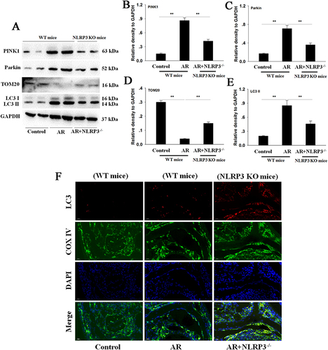 Figure 4 NLRP3 KO promotes PINK1/Parkin-mediated mitophagy in OVA-induced AR mice. (A–E) Western blot analysis and quantification of PINK1, Parkin, TOM20, and LC3 II levels in nasal mucosa tissue extracts. (F) Mitophagosomes were evaluated by COX IV (mitochondria) and LC3. Magnification: 400×. Data are presented as mean ± SEM (n=5 per group). **P<0.01.