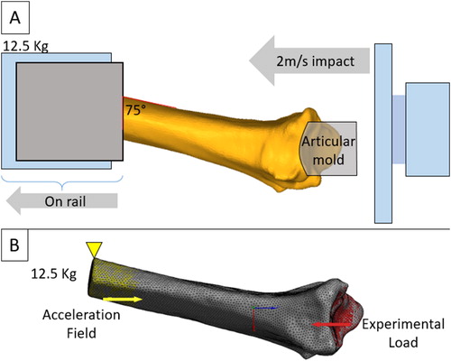 Figure 1. (A) Experimental (from Zapata et al. Citation2017) and (B) Finite Element model configuration.